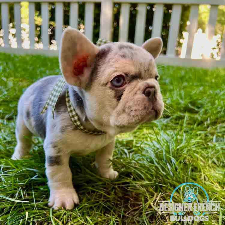 Merle Frenchie puppies
