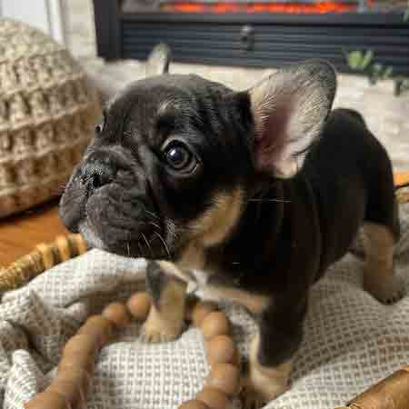 black and tan french bulldog