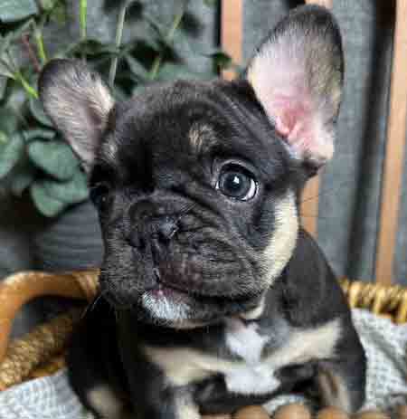 black frenchie puppies