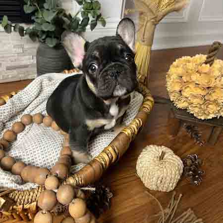 black and tan frenchie