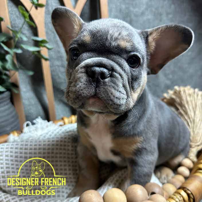 blue and tan merle boy Frenchie reservation - Image 6