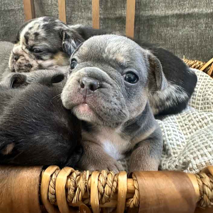 blue and tan merle french bulldog