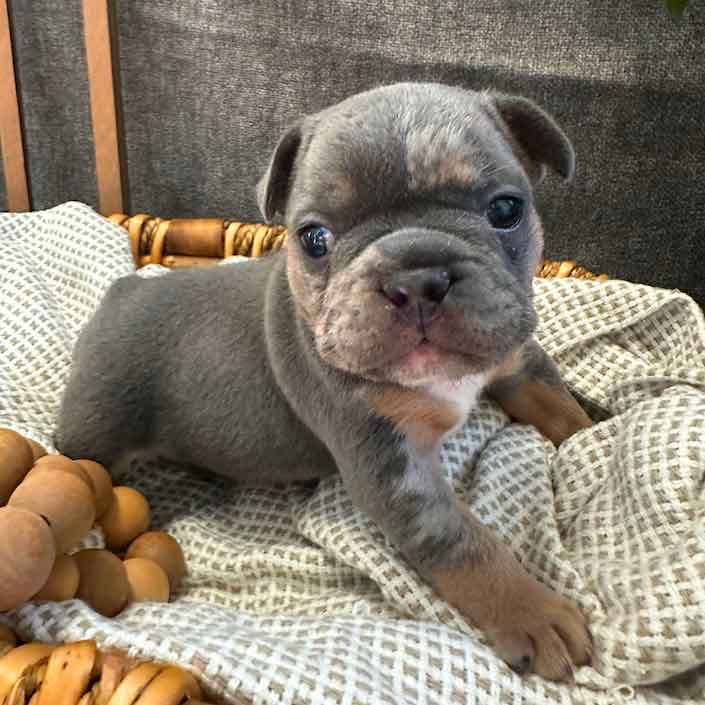 merle frenchie puppies near me