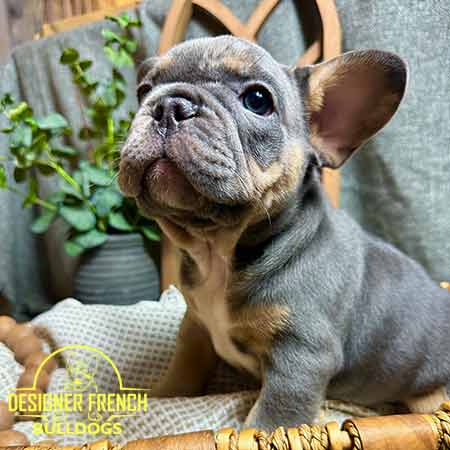 blue Frenchie puppies for sale