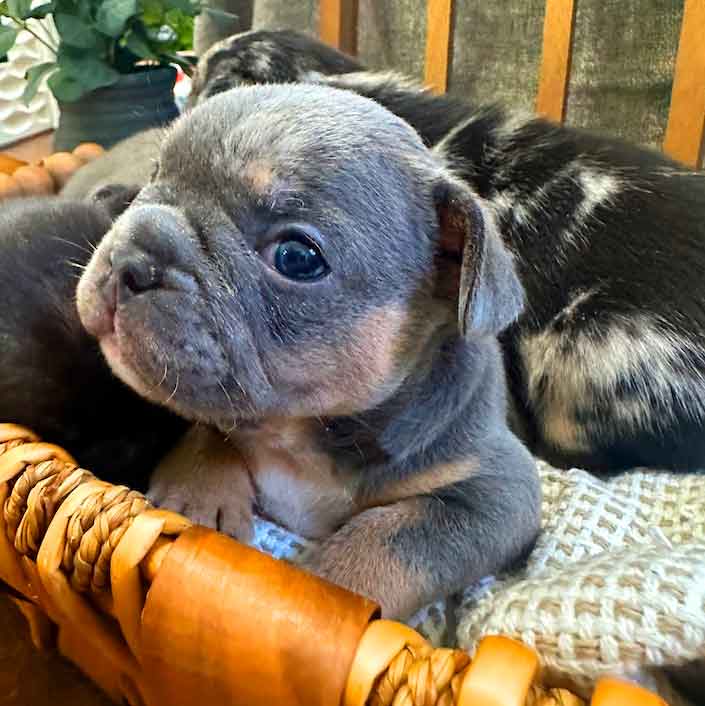 merle frenchie for sale