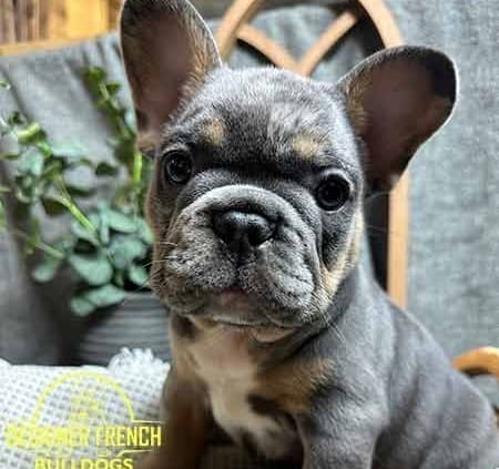 blue french bulldogs for sale