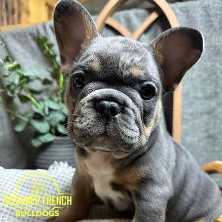 French bulldog stud service near me