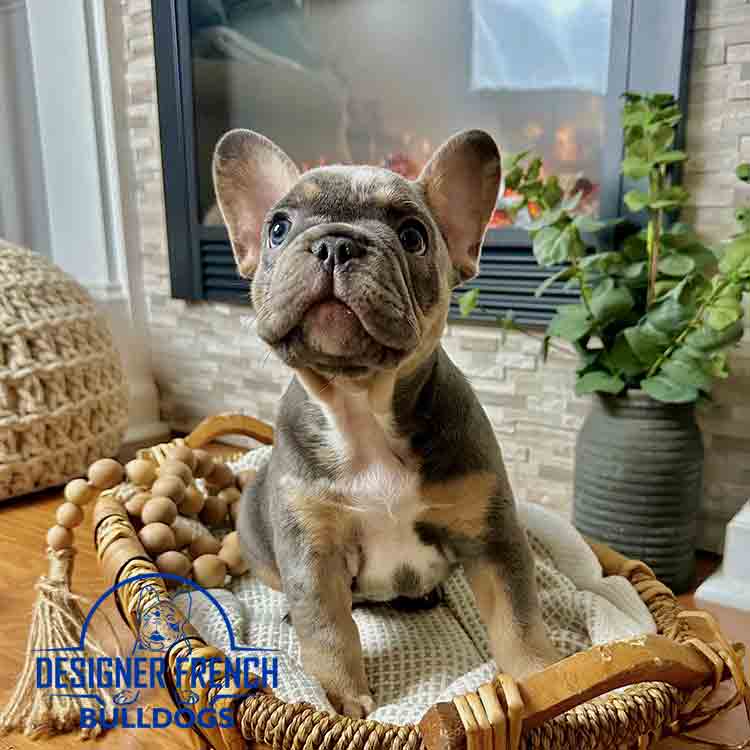Blue Frenchie puppies for sale