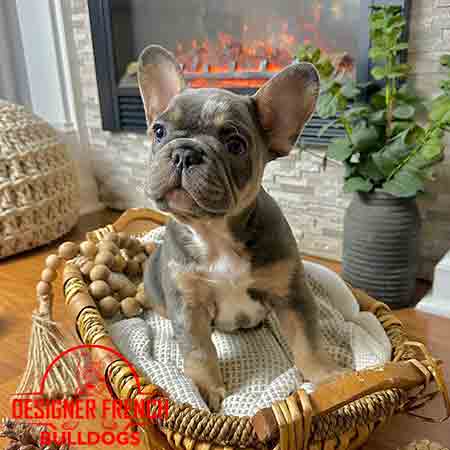 blue Merle French Bulldog for sale