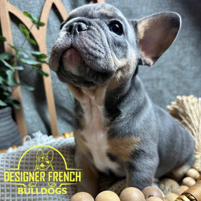 blue and tan french bulldog
