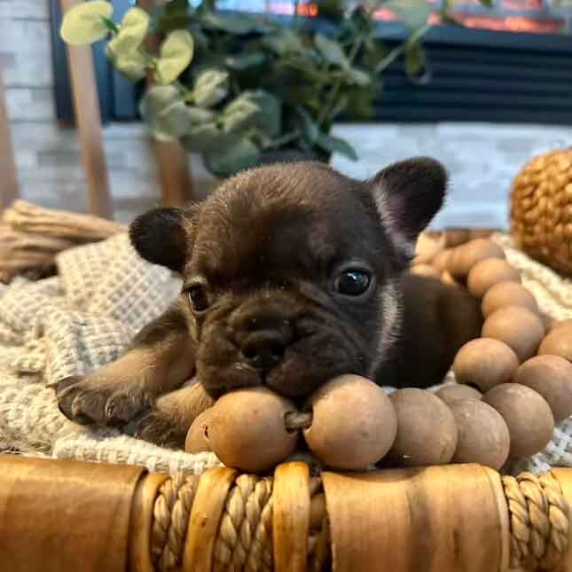 cocoa and tan french bulldog