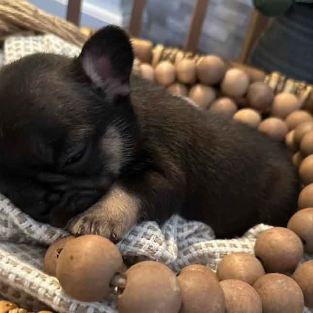 cocoa and tan frenchie
