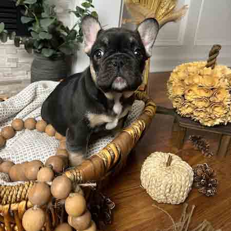 cocoa and tan frenchie puppy