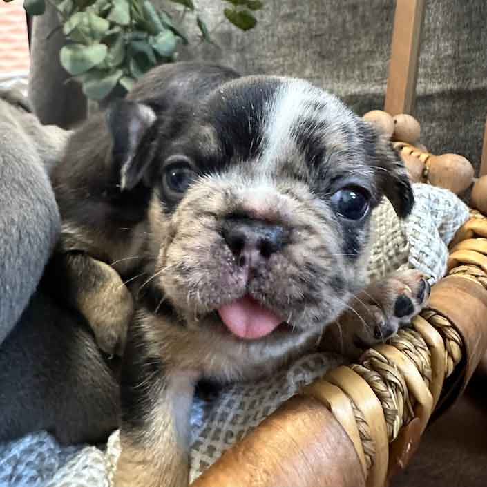 merle frenchie puppies