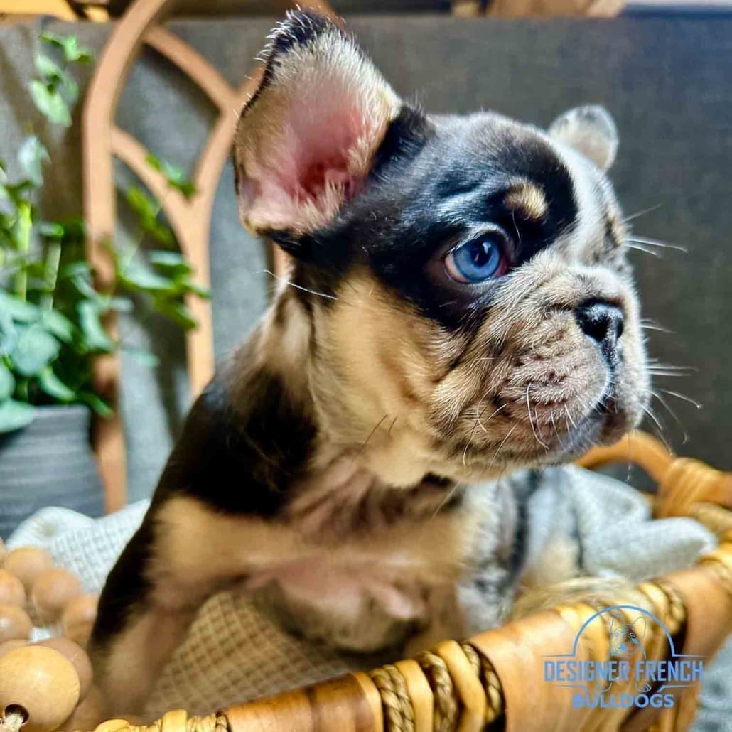 merle frenchie puppies near me