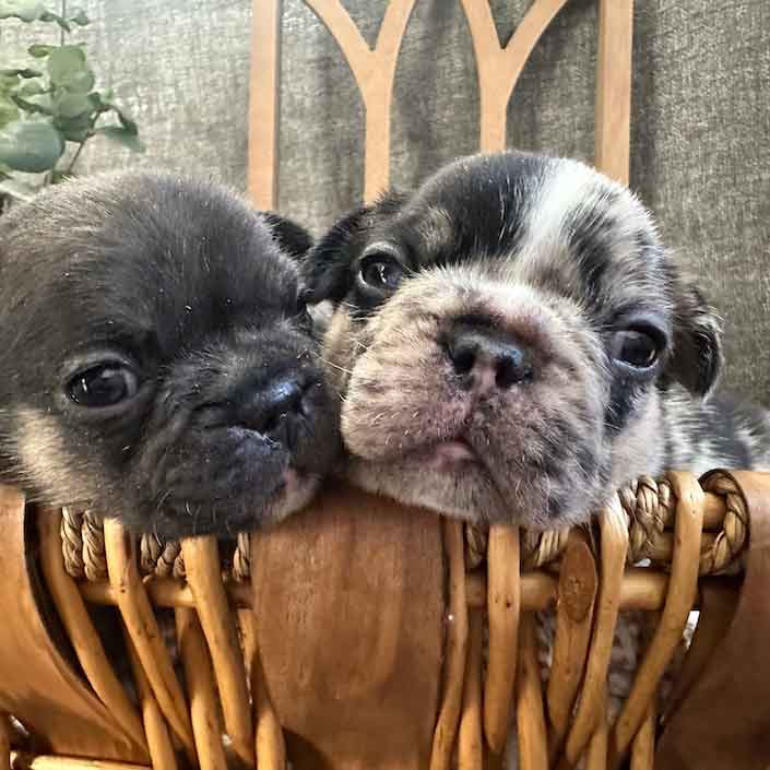 merle frenchie puppies near me
