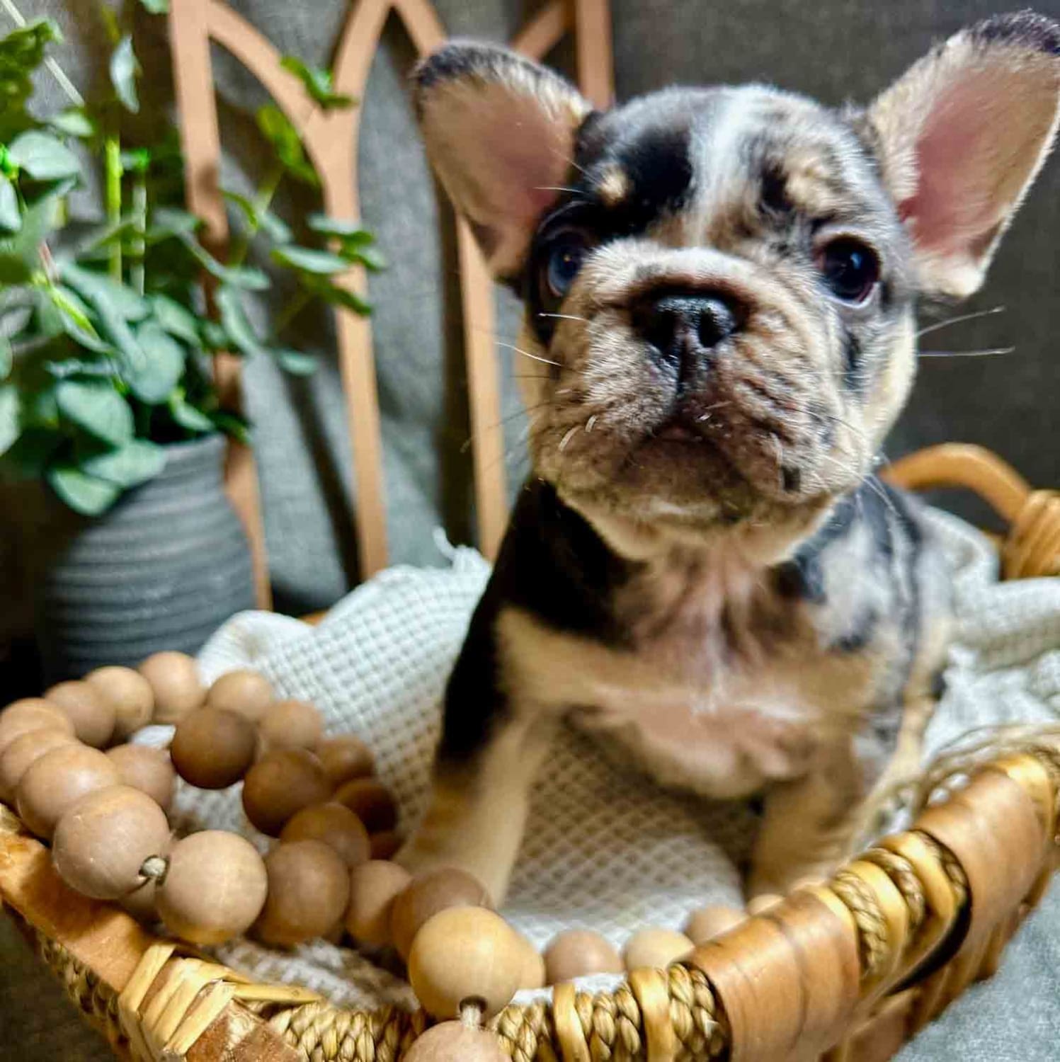 tricolor merle frenchie