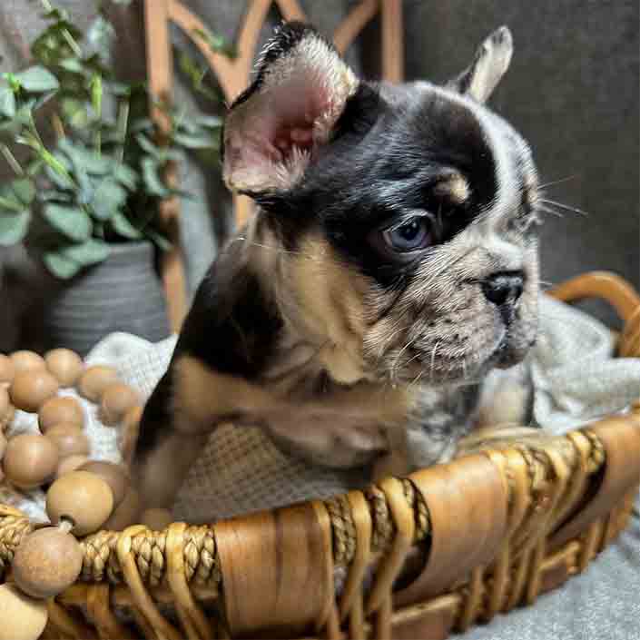 Frenchie stud service