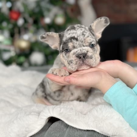 blue merle frenchie
