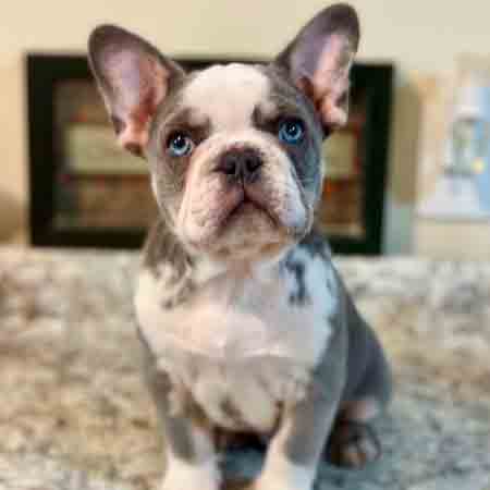 Husky Frenchie Puppy