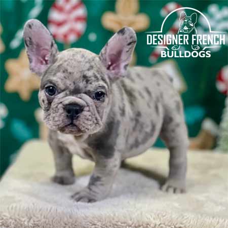 lilac merle french bulldog puppy