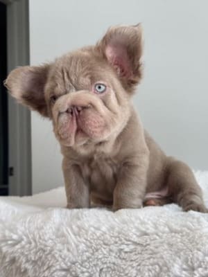 Red Thread Frenchie Fluffy Isabella Big Rope French Bulldog | Isabella Fluffy Frenchie