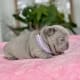 lilac frenchie puppy for sale
