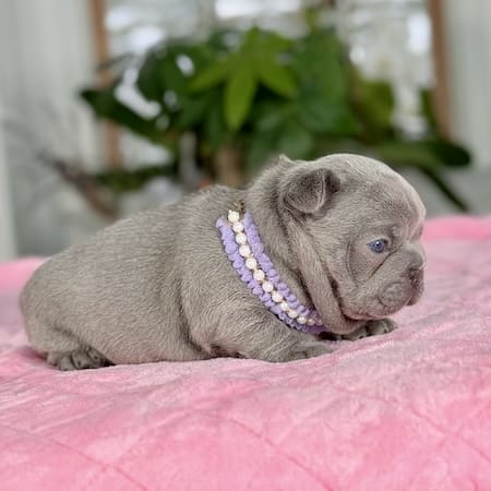 lilac frenchie puppy for sale