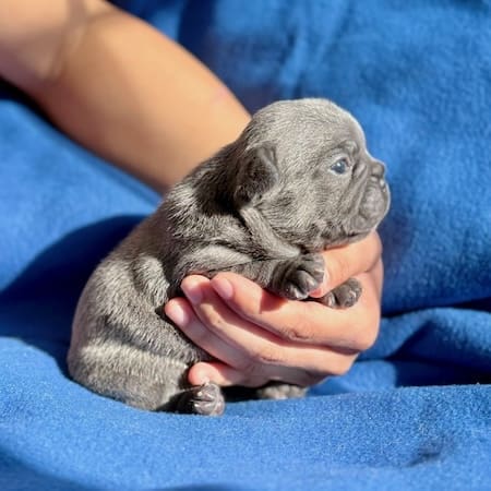 blue frenchie puppy for sale