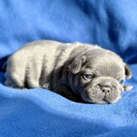 blue french bulldog female for sale