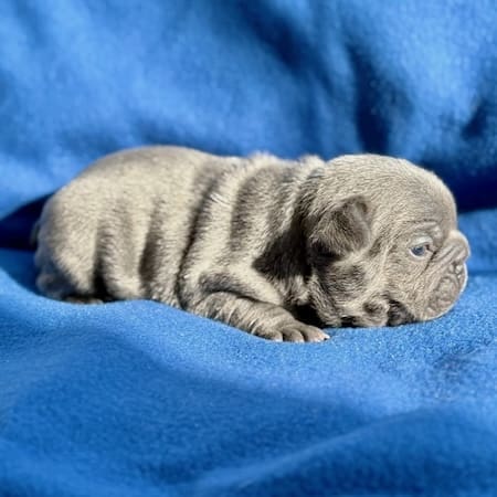 frenchie puppies near me