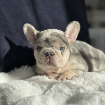 lilac and tan merle french bulldog