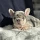 lilac and tan merle french bulldog