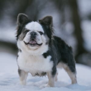 Husky French bulldog stud service