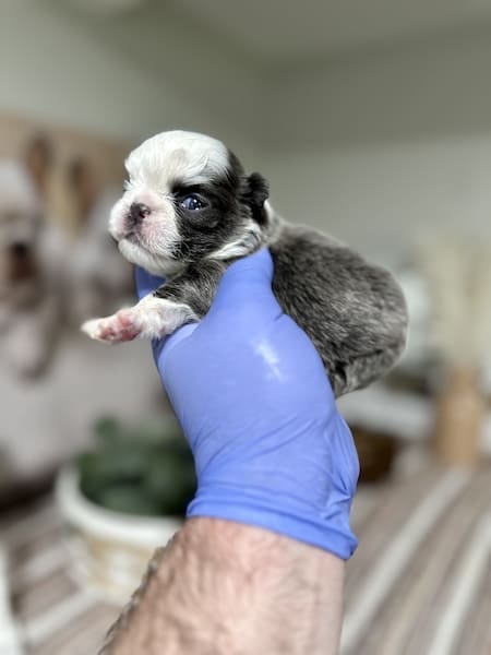 Husky Frenchie puppies for sale