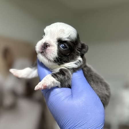 Fluffy Husky Frenchie