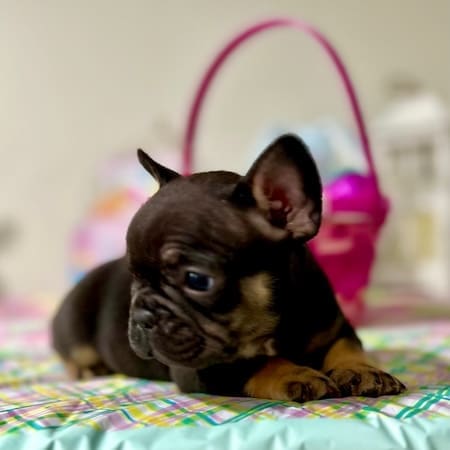 black and tan frenchie puppy