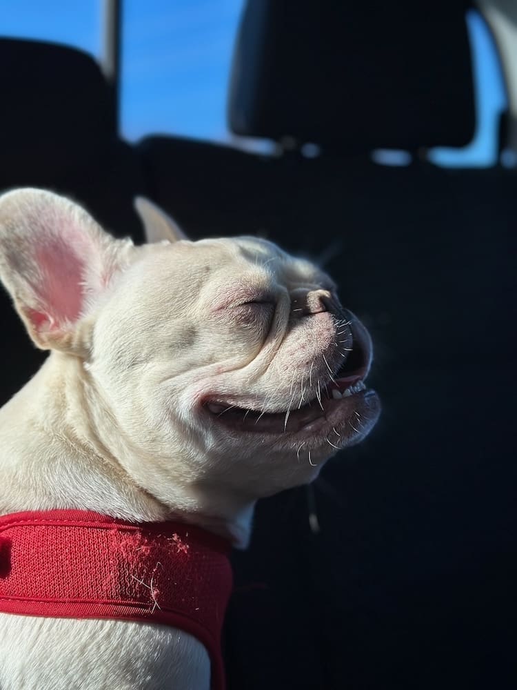 white frenchie for sale