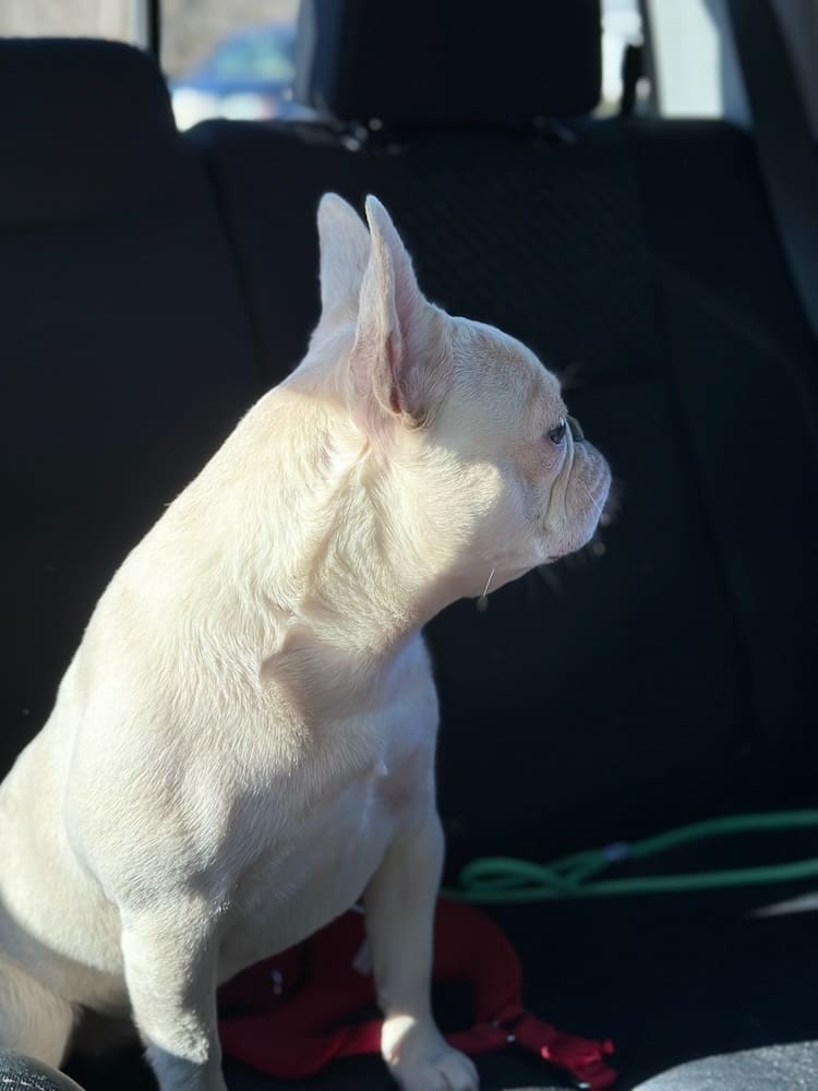 white frenchie for sale