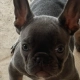 blue frenchie breeders