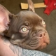 frenchie breeder reviews