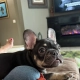 french bulldog breeder reviews