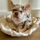 Frenchie breeder Tampa Florida
