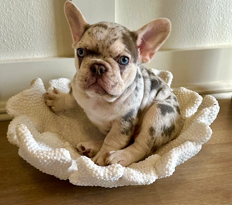 Frenchie breeder Tampa Florida