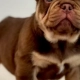 French bulldog breeder reviews
