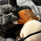 Frenchie breeder reviews