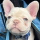Frenchie breeder in Tampa Florida