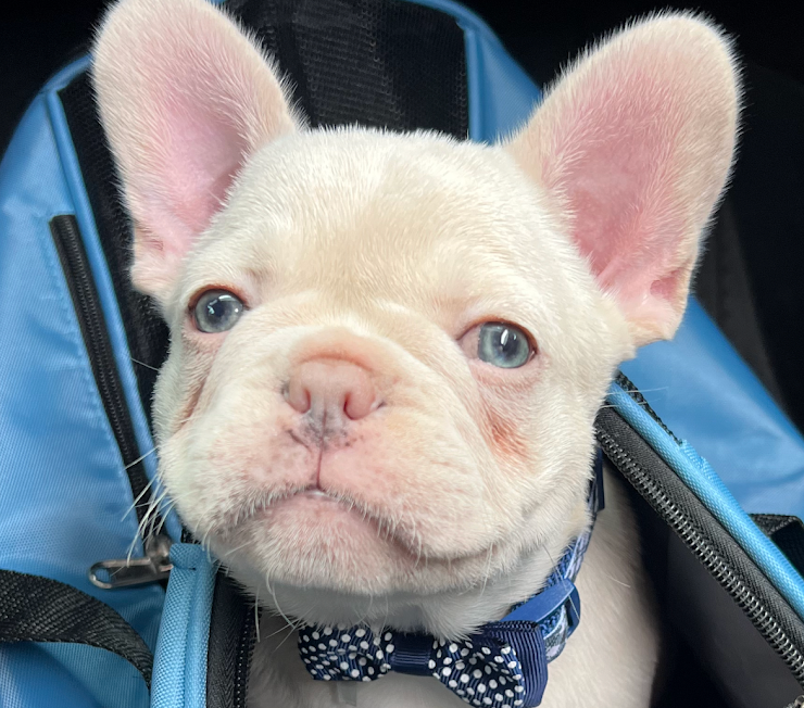 Frenchie breeder in Tampa Florida