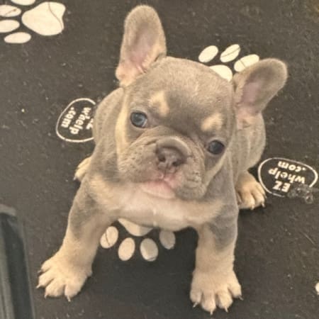 Frenchie Breeders in Tampa Florida