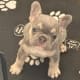 Frenchie Breeders in Tampa Florida